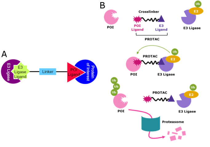 Diagram illustrating the interaction of E3 ligase, linkers, and ubiquitin in the ubiquitination of a protein of interest (POI).