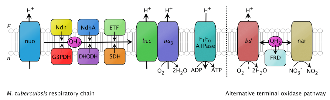Cartoon representation of the electron transport chain in Mycobacterium tuberculosis. We are targeting the Ndh component.