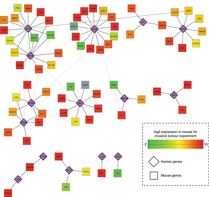 Transcriptional analysis highlights THBS1 as central regulator of GBM invasion