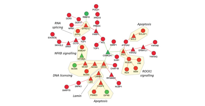 ntegrating novel protein interaction data with functional genomics data from patients we can predict a new mechanism for a pro-tumour gene