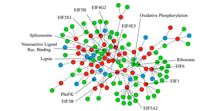A biological network representing the integration of gene expression, pathway and clinical data