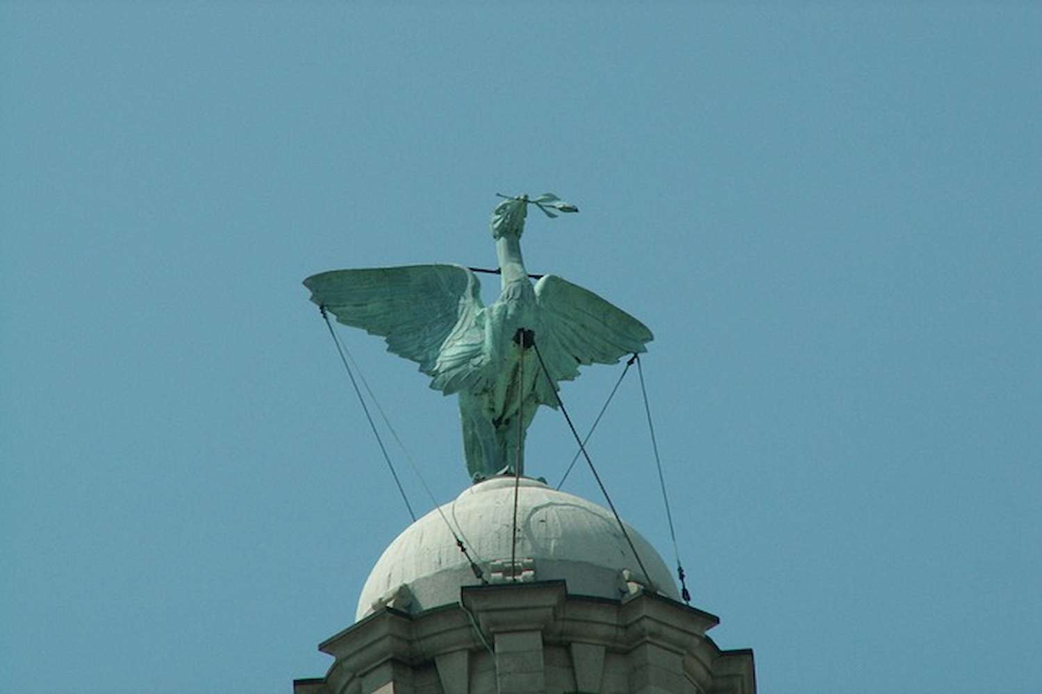 Liver Bird