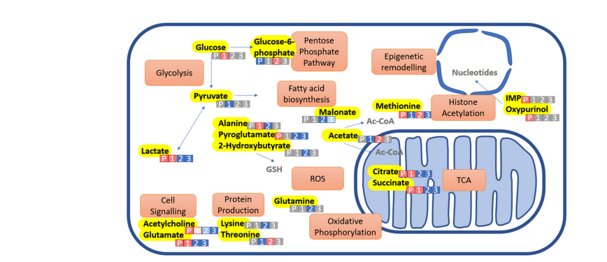 NMR METABOLOMICS