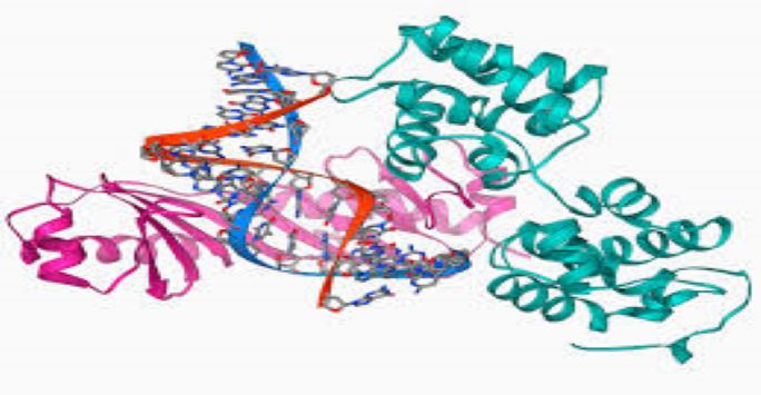 Renal Image Proteomics