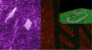 More Than Moore - Protein (actin)/Gold Particles