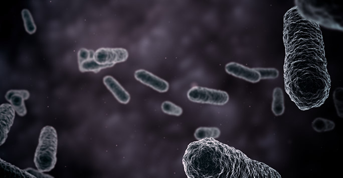 microscope image of bacteria