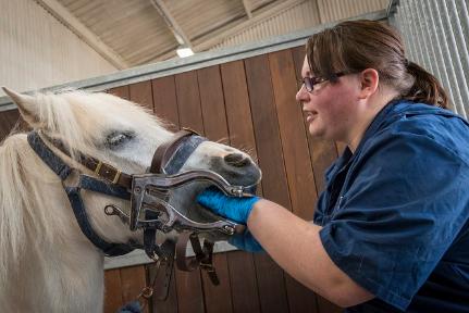 Equine Dental Exam