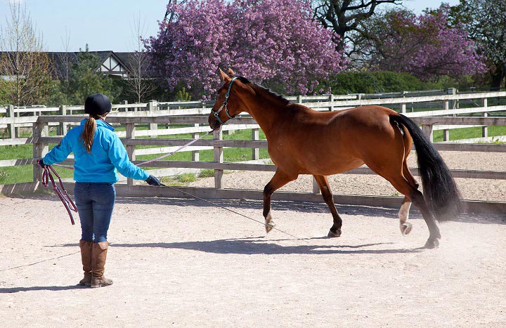 Horse being lunged