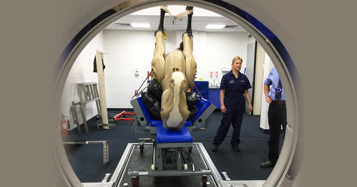 Equine Hospital CT Scanner