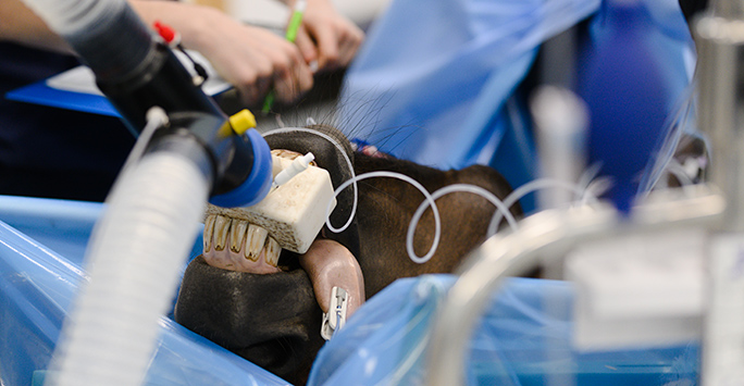 Anaesthesia of a horse