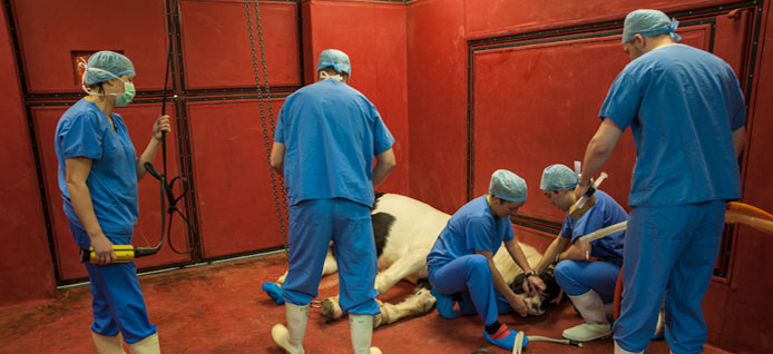 Equine Hospital staff care for a horse in a recovery box.