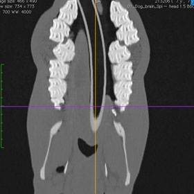 x-ray of equine dentures