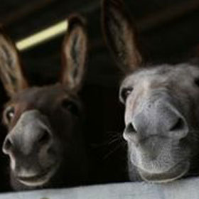 two donkeys