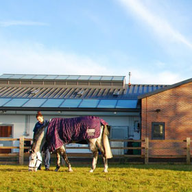 A horse grazing in the grounds of the Equine Hospital