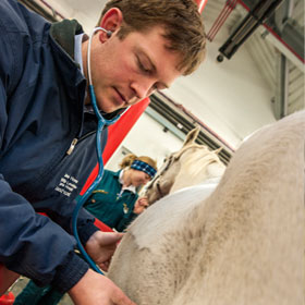 a horse is examined by a vet at the equine hospital