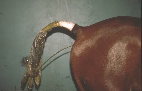 Horse With Diarrhoea