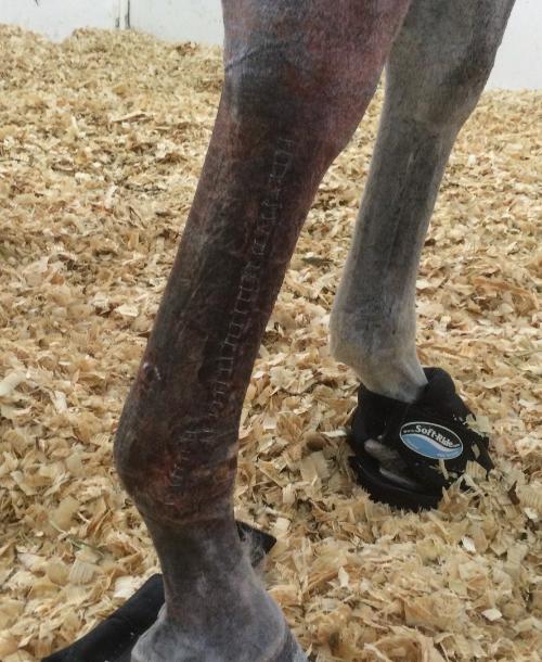 Overload laminitis typically occurs on the weight bearing limb opposite a non weightbearing limb – support bandaging is used to support the limb and try to prevent laminitis from occurring
