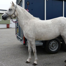 A horse at the metabolic and obesity clinic