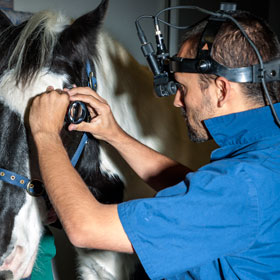 equine ocular services