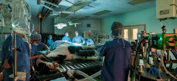 Horse undergoing an ultrasound scan