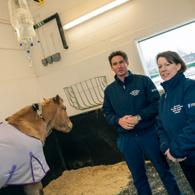 veterinary surgeons at the equine hospital