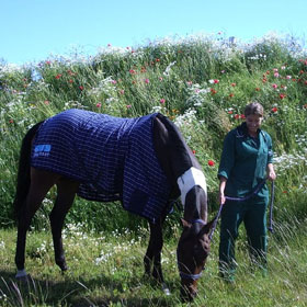 A horse recovering from colic