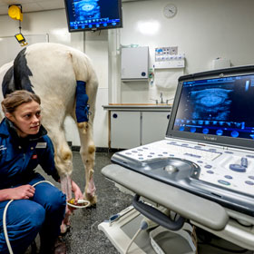 Equine Ultrasound imaging 