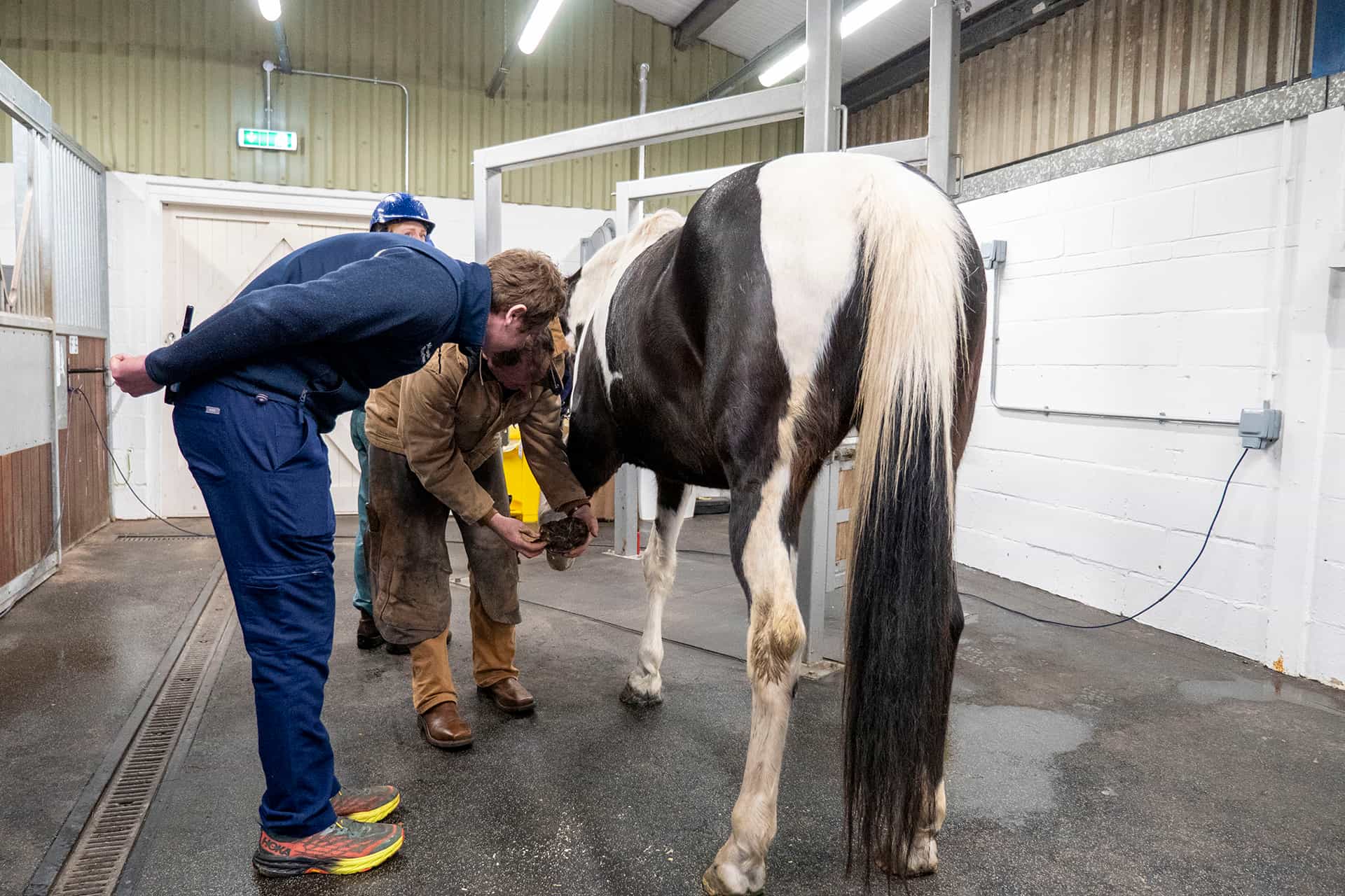 A horse farrier performing equine hoof care
