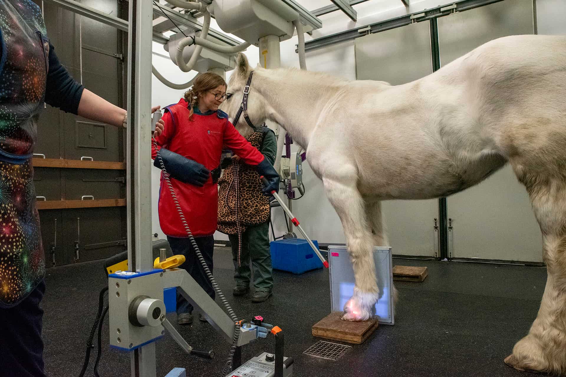 Horse having X-Ray