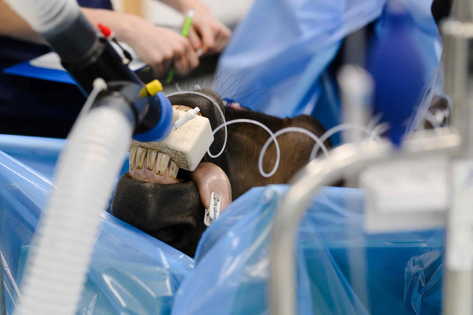 Horse under anaesthesia