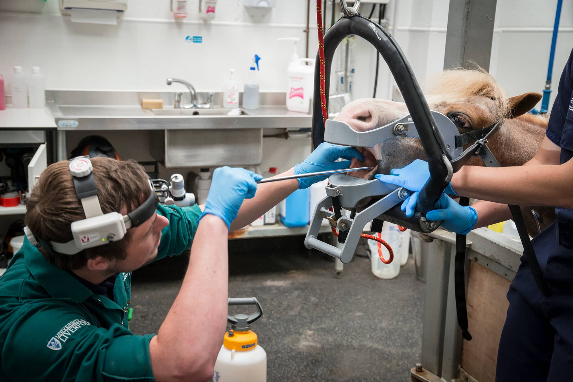 Horse having dental exam