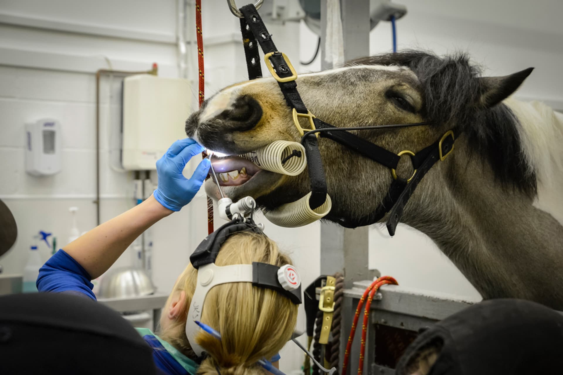 Horse having dental exam