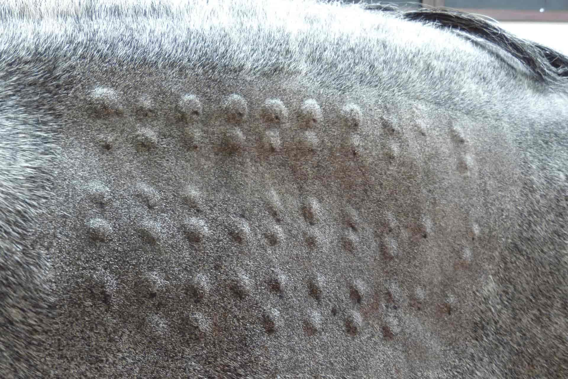 Horse having dermatology testing