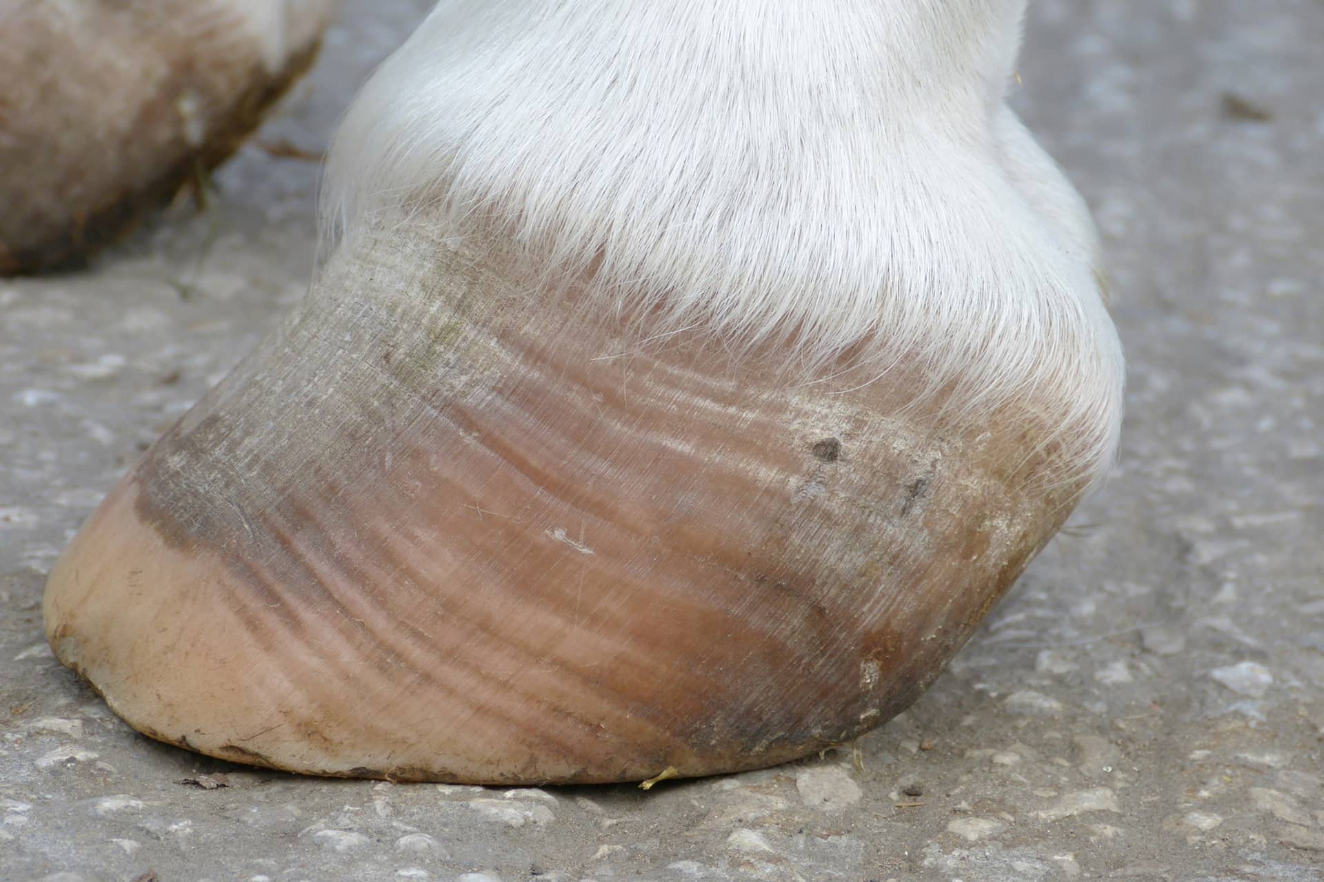 Horse hoof