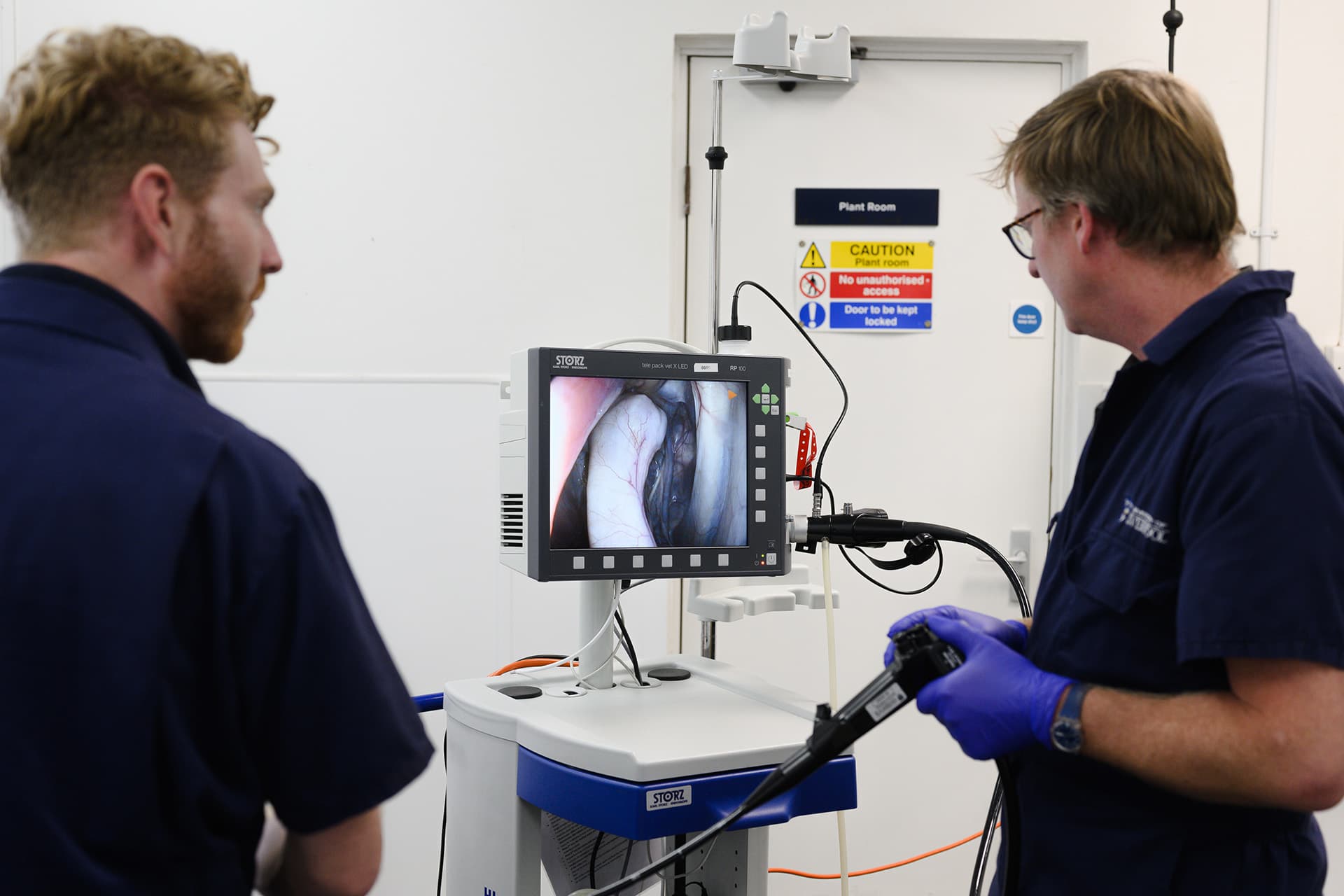 Endoscopy imaging of horse