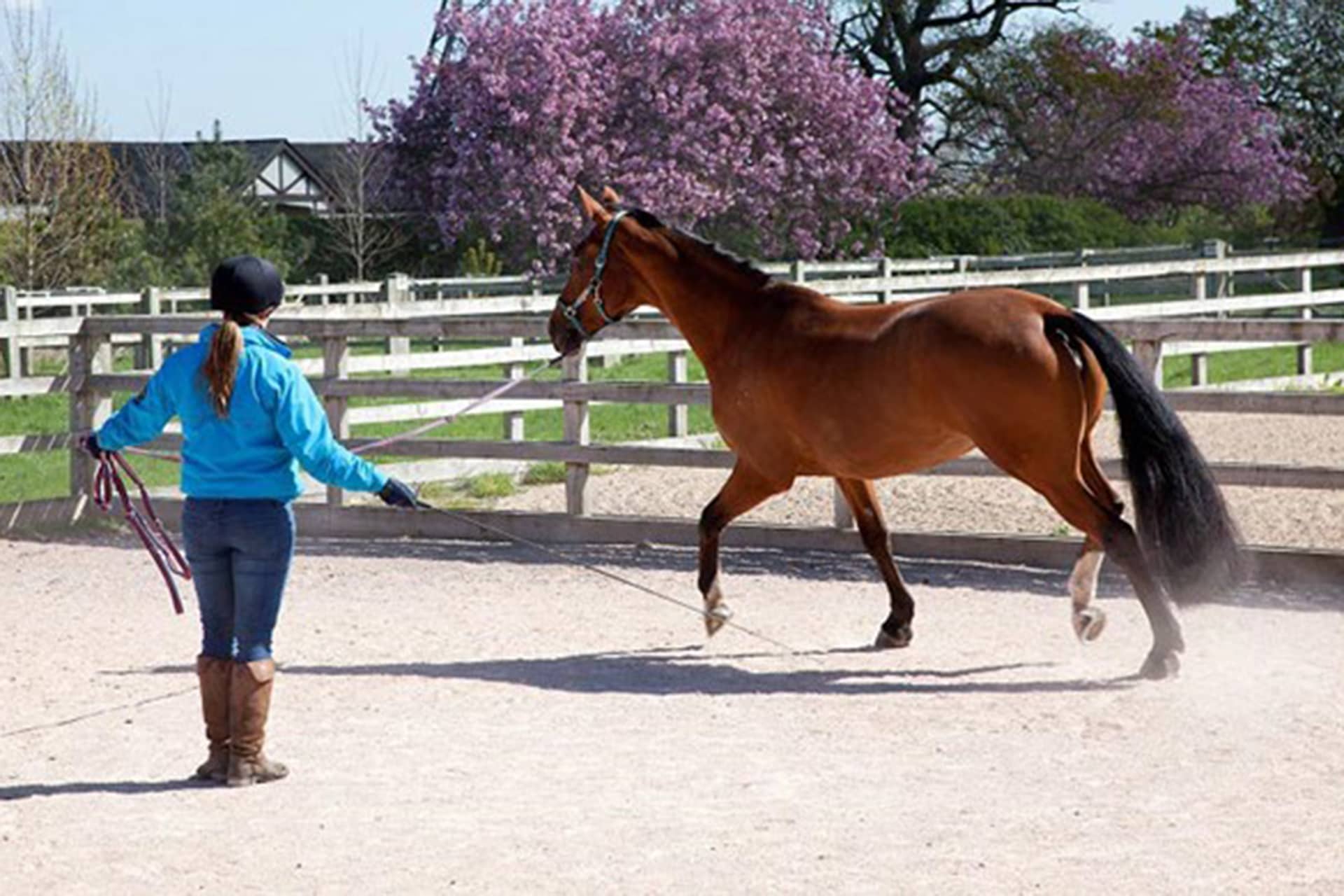 Horse in equestrian area