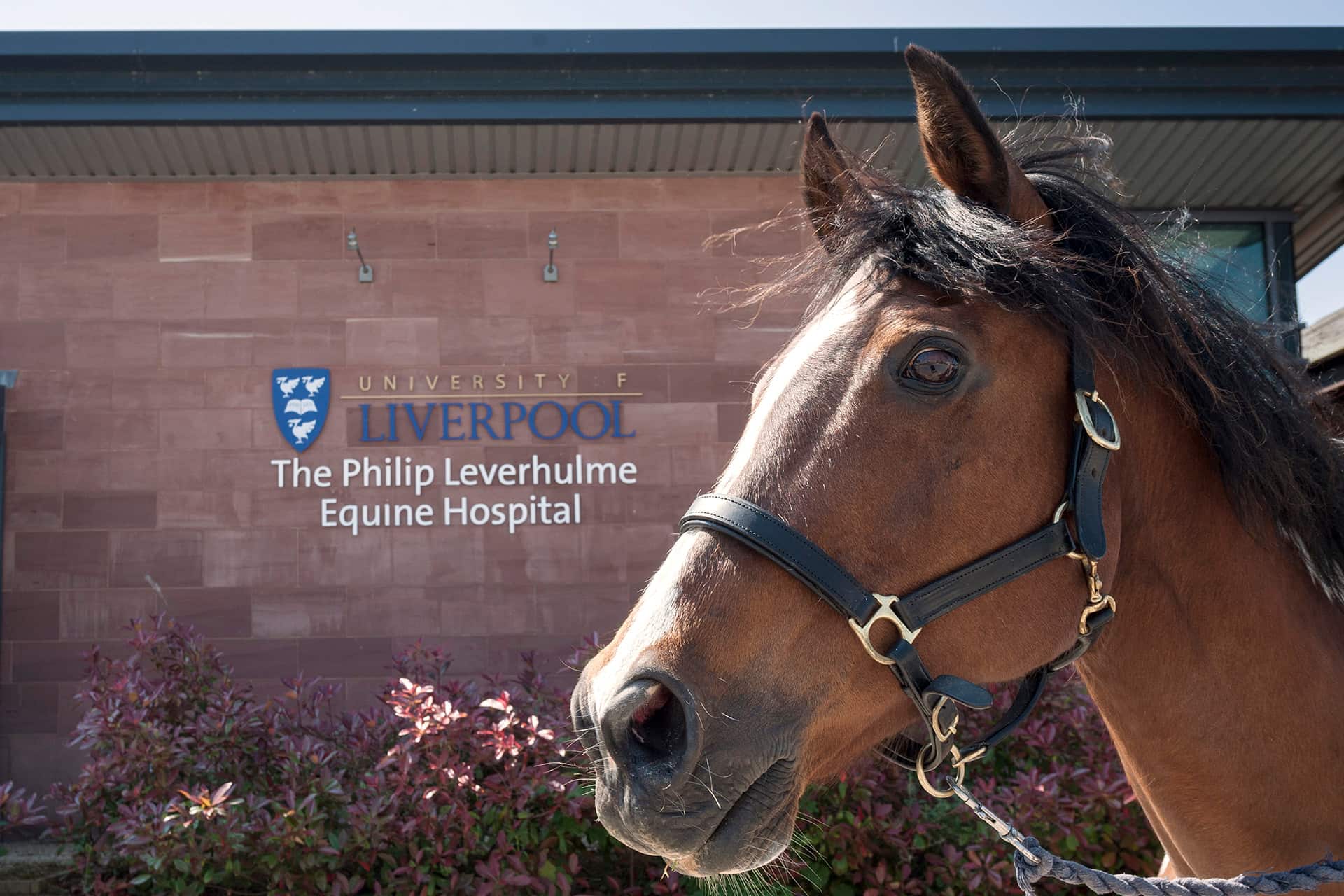 Horse outside equine hospital