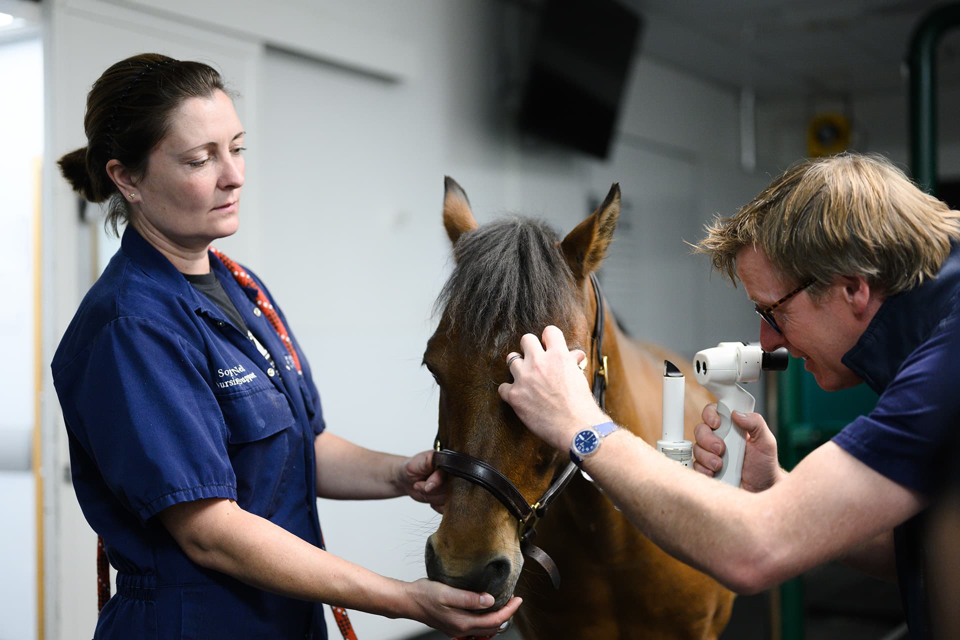 Horse having eye exam
