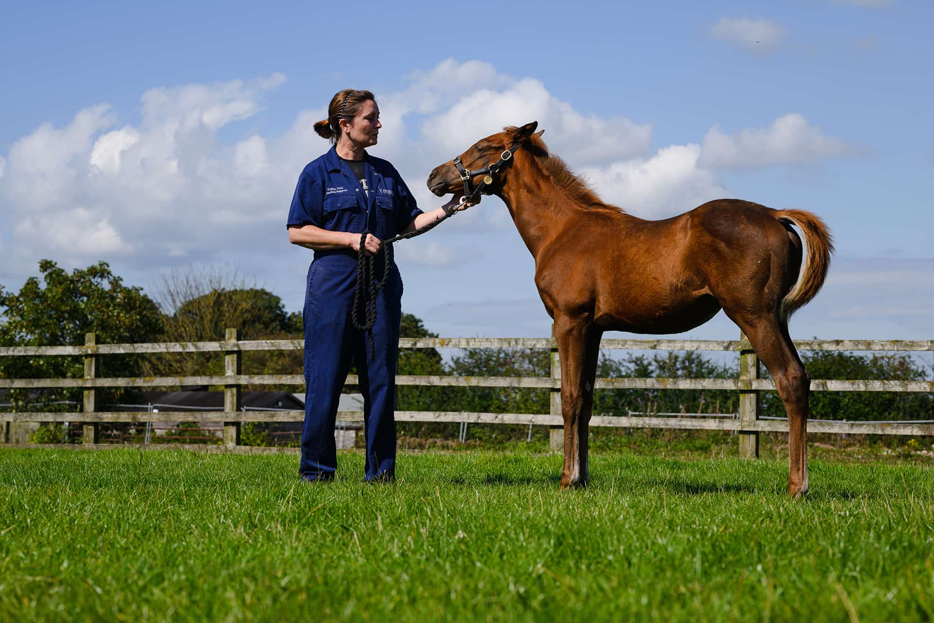 Vet with foal