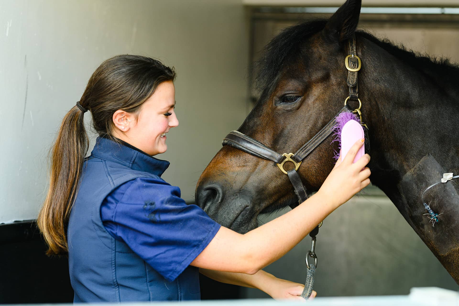 Horse getting groomed