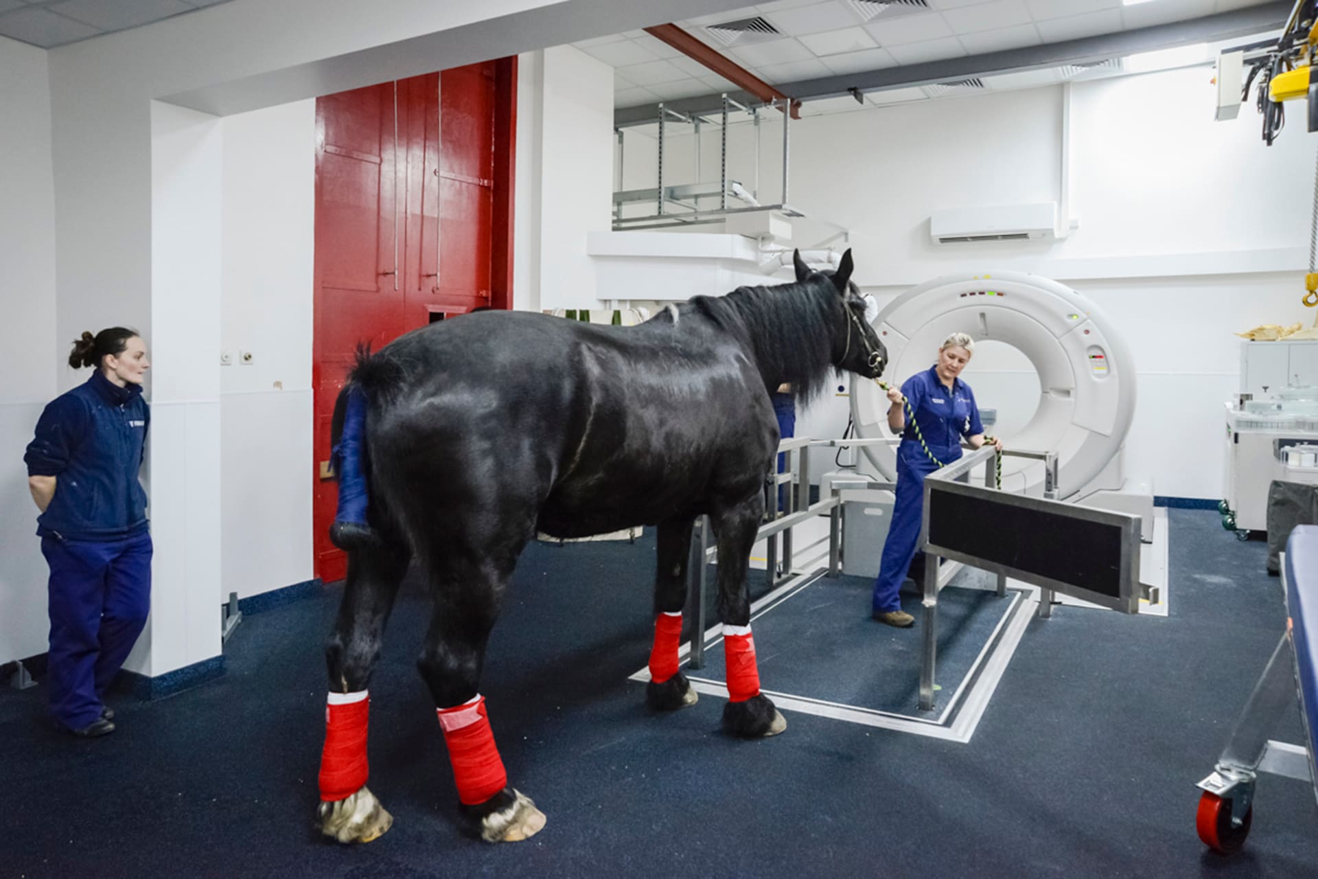 Horse having CT scan
