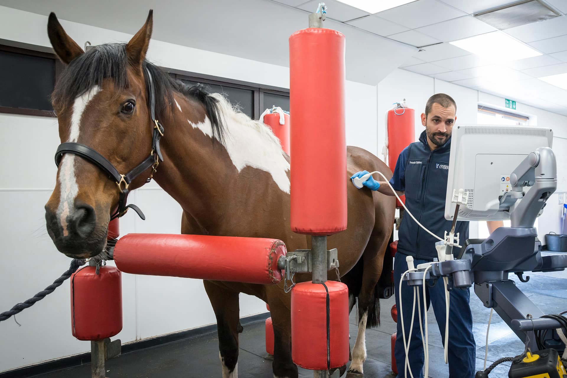 Equine examination by vet