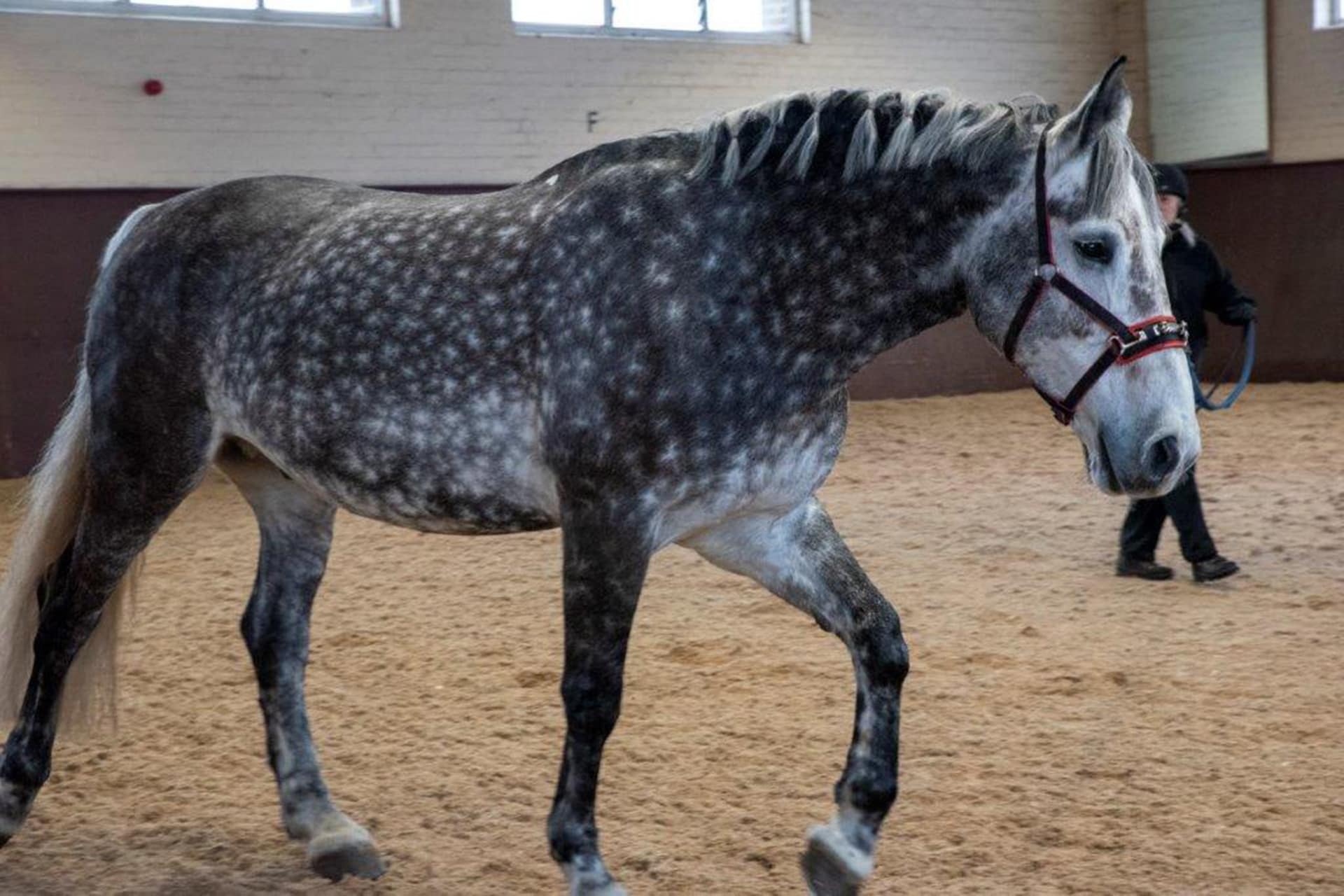 Horse exercising in yard