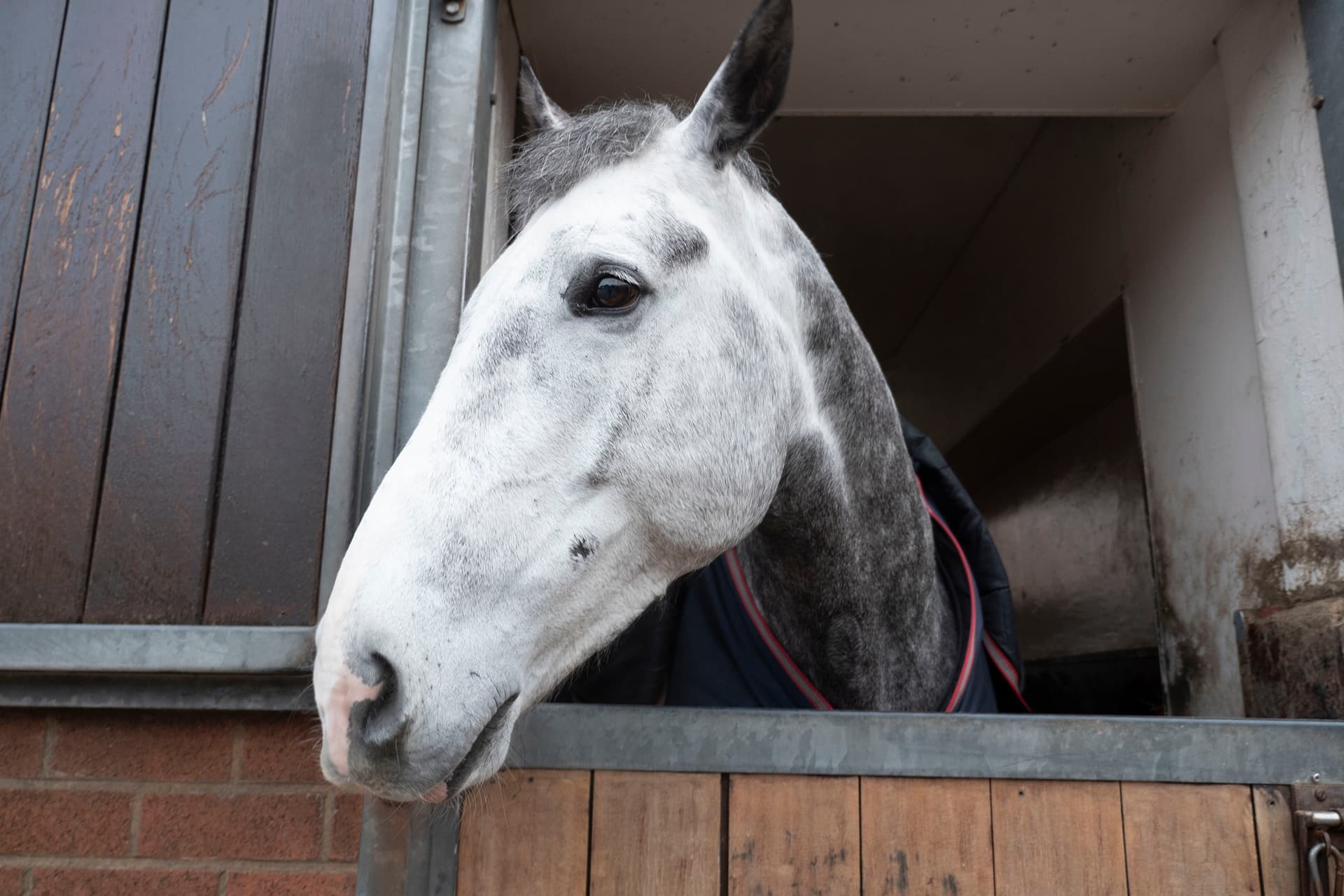 Horse in stable