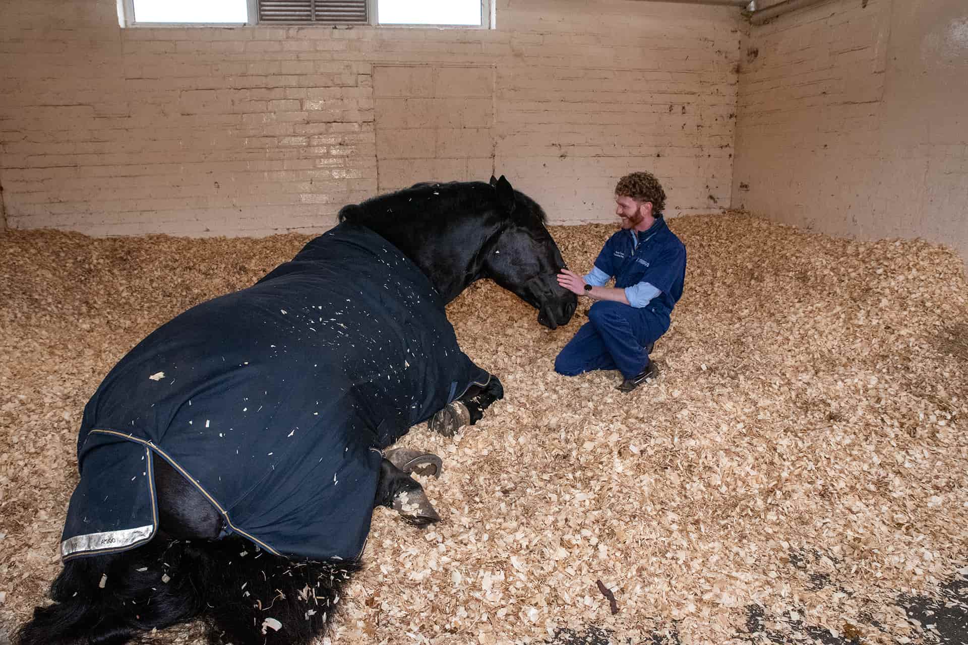 Horse laying down in stable with vet