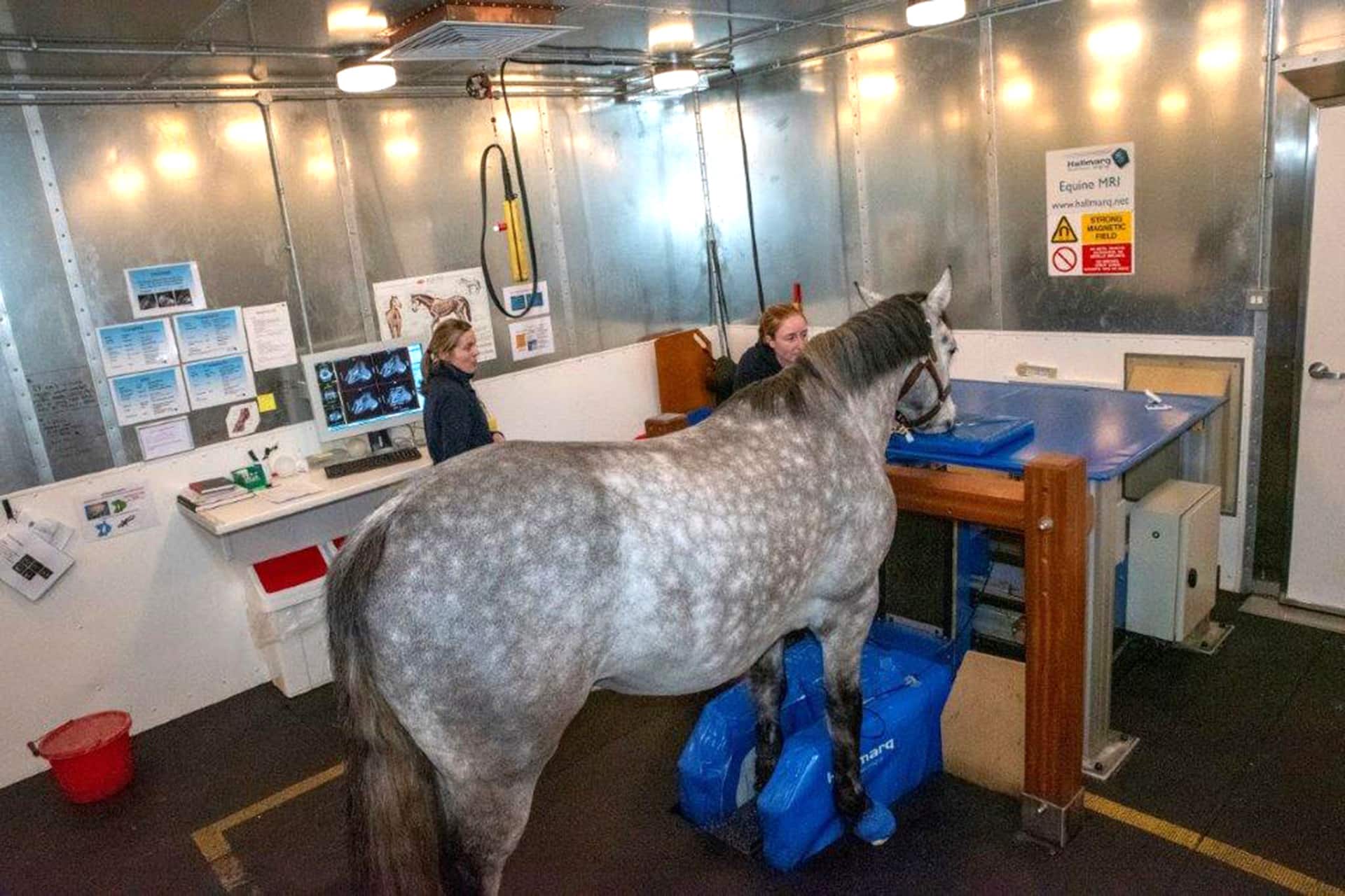 Horse having MRI scan