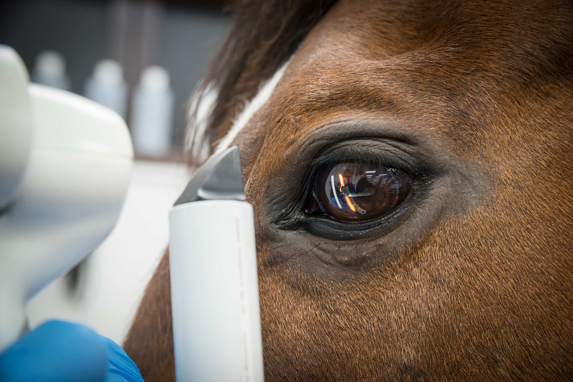 Horse having eye exam