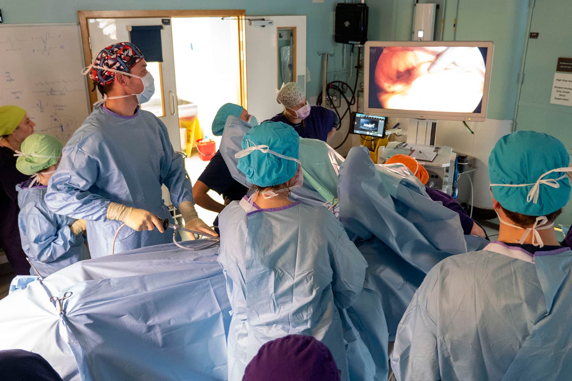 Horse having surgery in operating theatre with vets