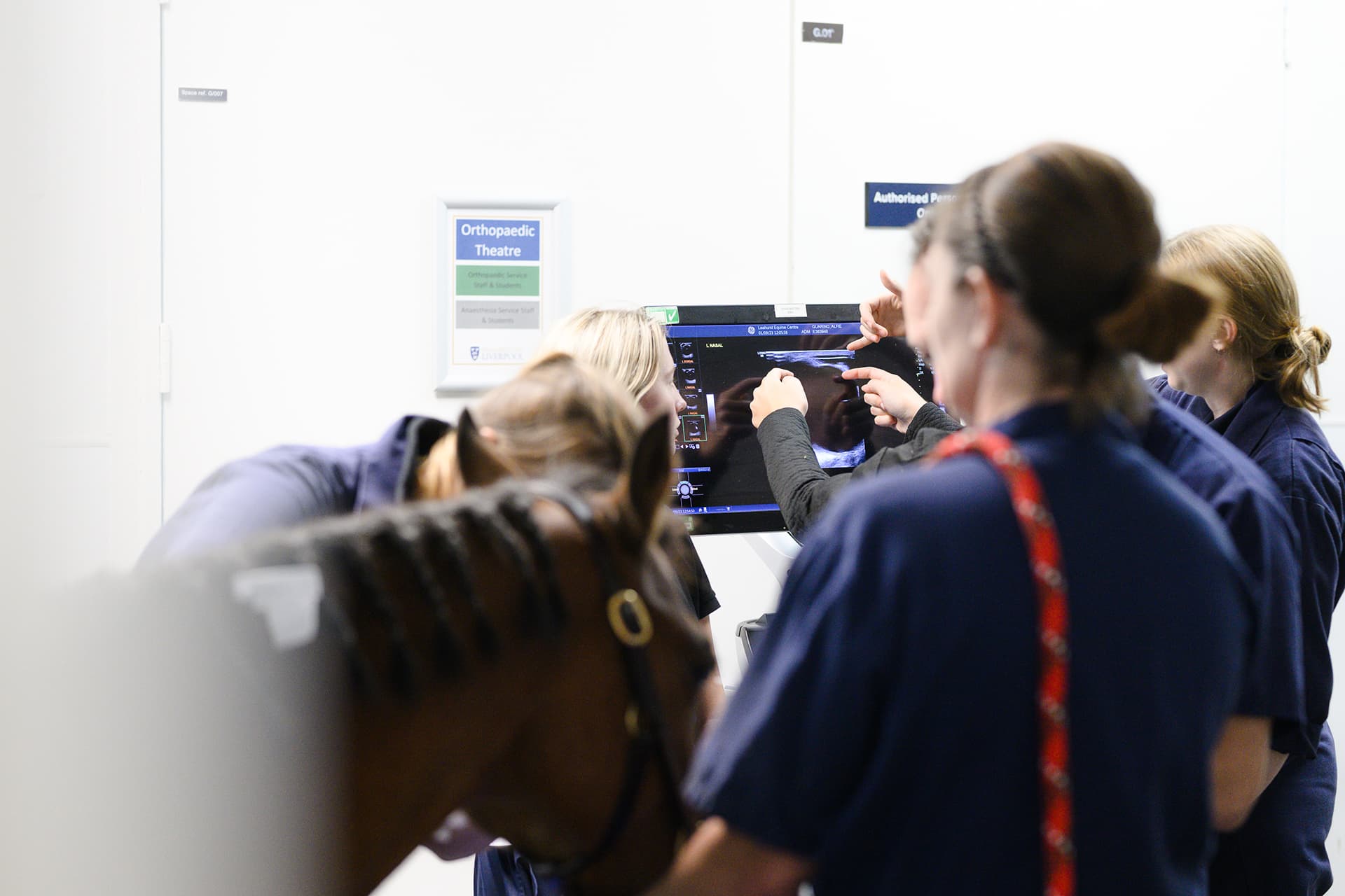 Vets looking at diagnostic scan of horse