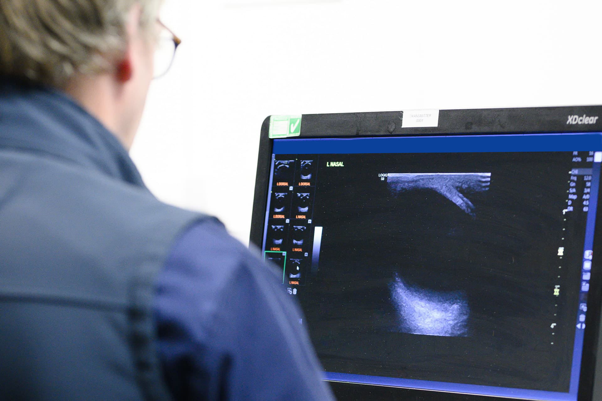 Vet looking at imaging scans of horse